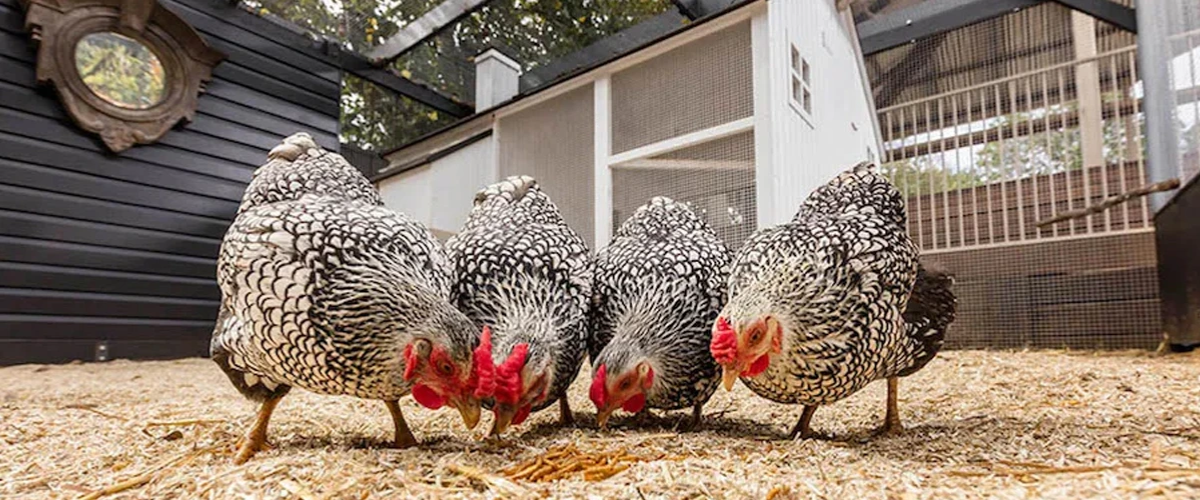 blog-mackace-na-obili-3